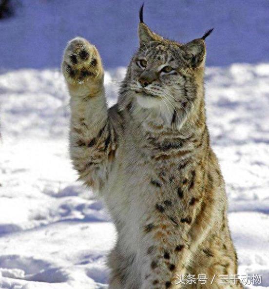 猫科动物战斗力TOP10，不服来辩！