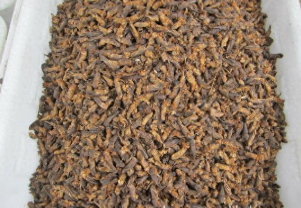 农村地里的“土狗子”，喜欢钻土和粪堆，一斤可卖上百元