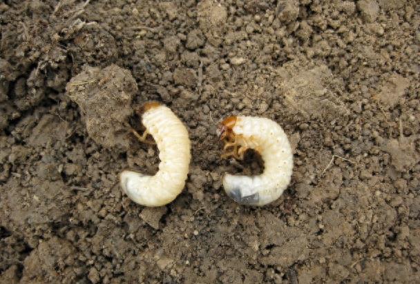 农村地里的“土狗子”，喜欢钻土和粪堆，一斤可卖上百元