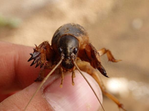 农村地里的“土狗子”，喜欢钻土和粪堆，一斤可卖上百元