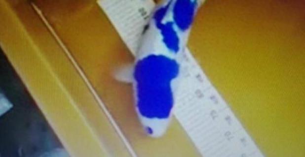 中国培育出青花瓷锦鲤价值330万元？网友证实：只是特效