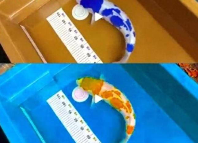 中国培育出青花瓷锦鲤价值330万元？网友证实：只是特效
