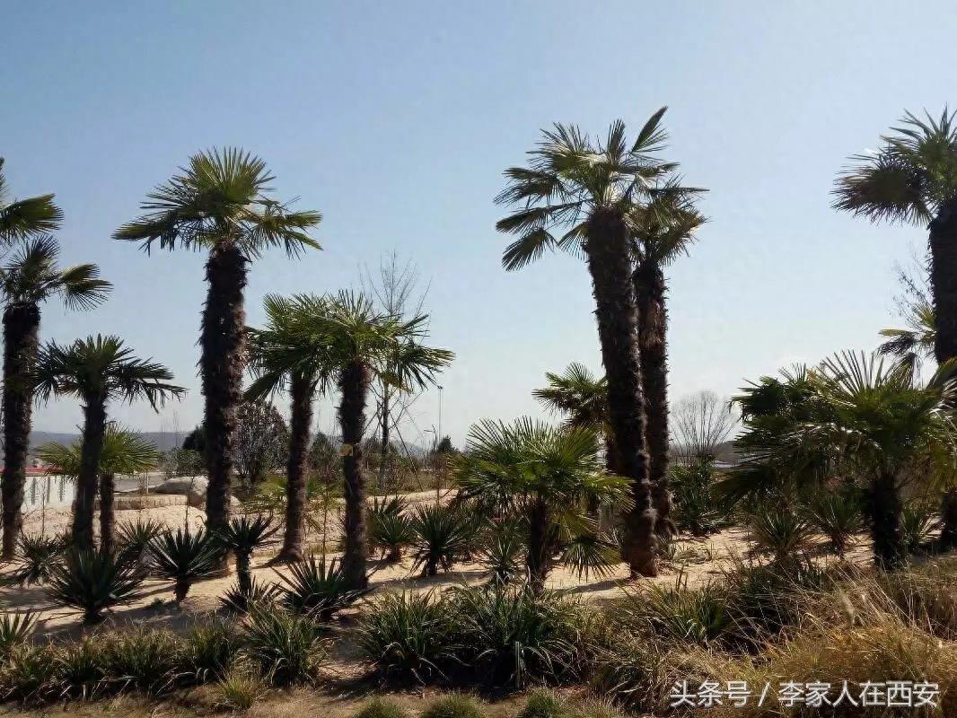 西安曲江的新植物园