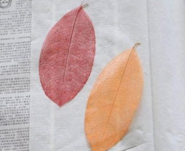 ​简单制作文艺叶脉小书签