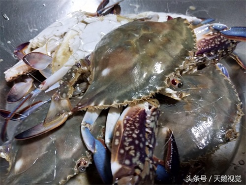 超市特价皮皮虾螃蟹10元1斤,贪便宜买回发现一肥一瘦,值不值?
