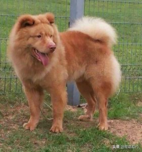 ​中华名犬，广东五红狗和广西笔尾灰犬，已濒临灭绝，急待拯救