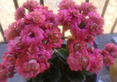 ​长寿花界的“巨无霸”—唐卡，花朵大而美，花期持久，你值得拥有