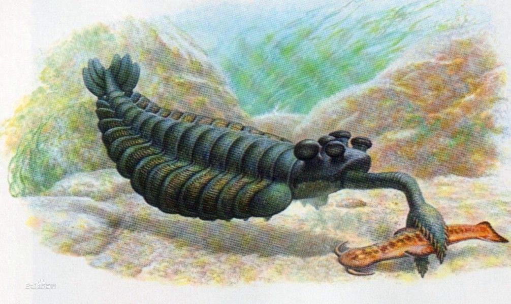 寒武纪时期的一种古怪海洋生物，它长着一只爪子，五只眼睛