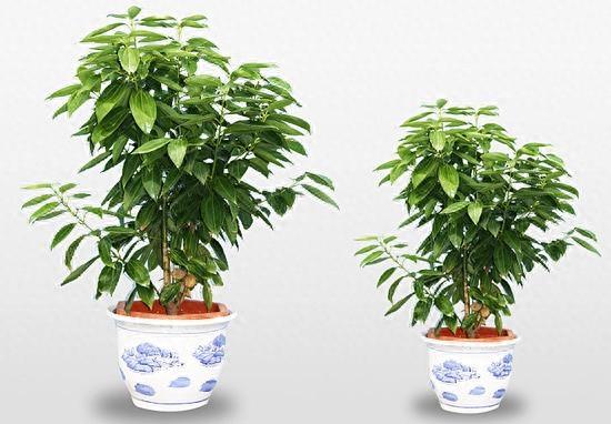 盆景图集：平安树美图