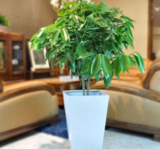 ​盆景图集：平安树美图