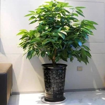 盆景图集：平安树美图