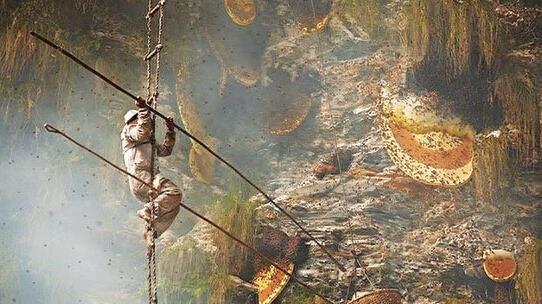 世界上最大的蜜蜂：喜马拉雅悬崖蜂，采蜜人用生命在工作