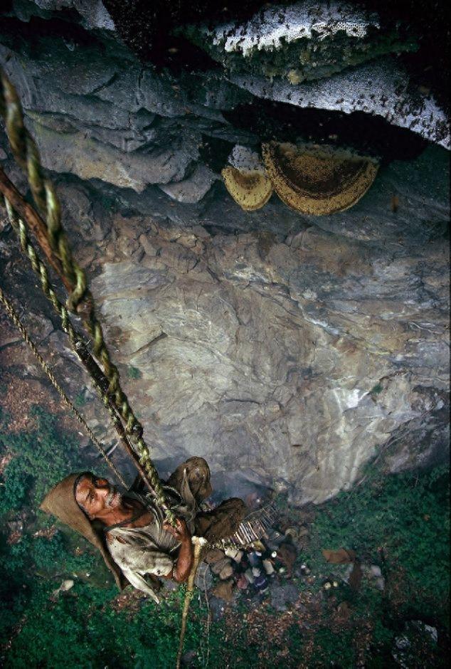 世界上最大的蜜蜂：喜马拉雅悬崖蜂，采蜜人用生命在工作