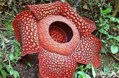 ​你知道那些世界之最的花吗