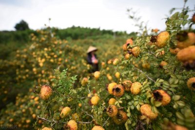 ​贵州刺梨，名扬四海