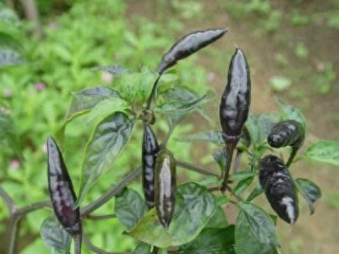 涨知识了！黑色的辣椒，你见过吗？名字很美，很多人不敢吃！