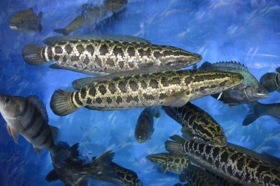 ​都说黑鱼不吃头，是有什么原因吗？你知不知道呢