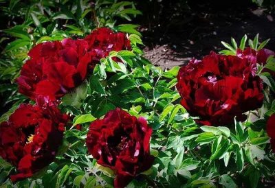 ​七绝二首.牡丹十大名品之御衣黄、青龙卧墨池