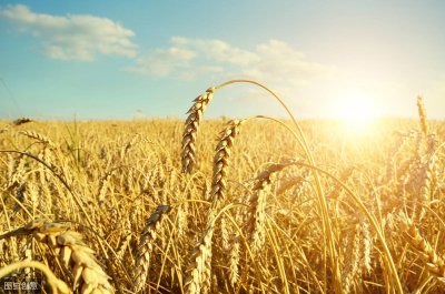 ​小麦三大类锈病，条锈杆锈和叶锈！传染速度快，易大面积爆发！