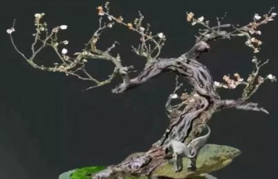 ​一组苍老而古的梅桩盆景佳作欣赏，学习梅树盆景制作