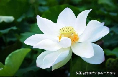 ​佛教唯识宗所说的八识是哪八种意识