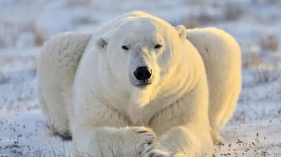 ​北极熊的毛，其实并不是白色的?