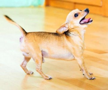 ​狗狗的叫声扰民怎么办？专业铲屎官教你这三招，保证很安静