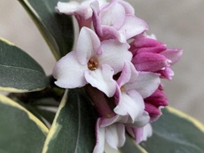 ​闻名世界的金边瑞香花