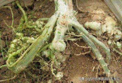 ​线虫太麻烦？不论什么线虫，这就是线虫克星！赶紧来看看