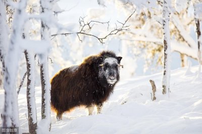 ​高原霸王——麝牛