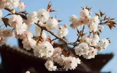 ​西安青龙寺的十里樱花已经开啦 这个周末可以去看