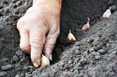 ​秋播大蒜有哪些种植管理技巧？从播种到越冬前抓好这7点就够了