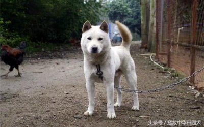 ​极品广西土猎，外形俊朗，颜值超高