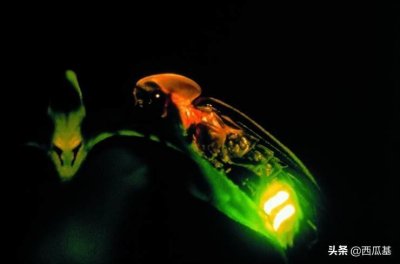 ​你知道吗？萤火虫快要灭绝了。别吝啬，随手小事就能帮到它