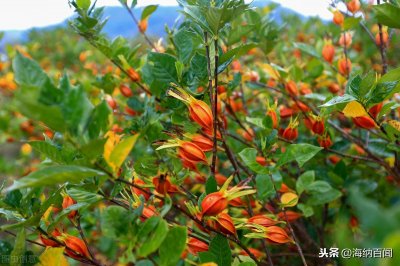 ​“中药材之乡”在哪里？