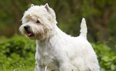 ​新晋“网红”西高地白梗，了解的人不多，但其实它很呆萌