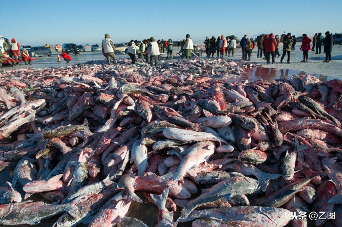 查干湖头鱼再创天价，拍出2966666元，网友：没有最高，只有更高