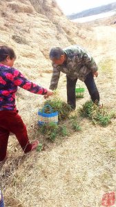 ​老家农村才有的野山菜，外地人都没听说过！