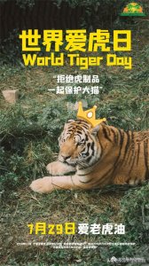 ​世界老虎日｜|一起“爱老虎呦”
