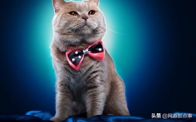 ​游戏里也要吸猫！穿越火线中的猫枪和玩偶，你喜欢吗？