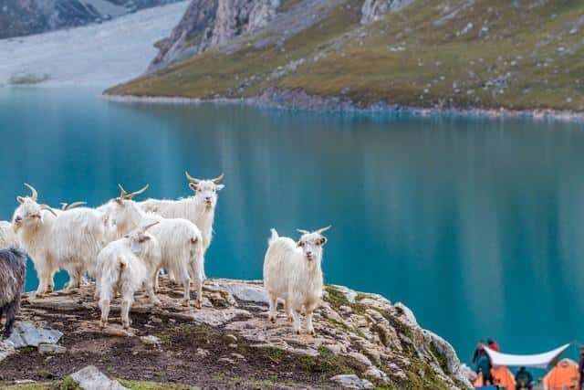 北方山区养羊什么品种最好（北方养羊什么品种羊最好）