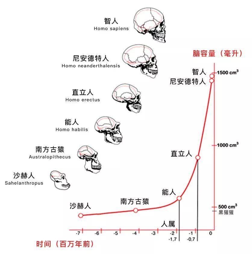 人是怎么来的(人类真正的起源是什么)