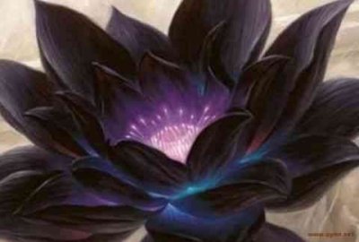 ​黑莲花是什么意思？黑莲花指什么样的人？