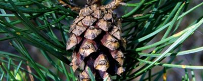 ​超强抗氧化剂碧萝芷，是什么