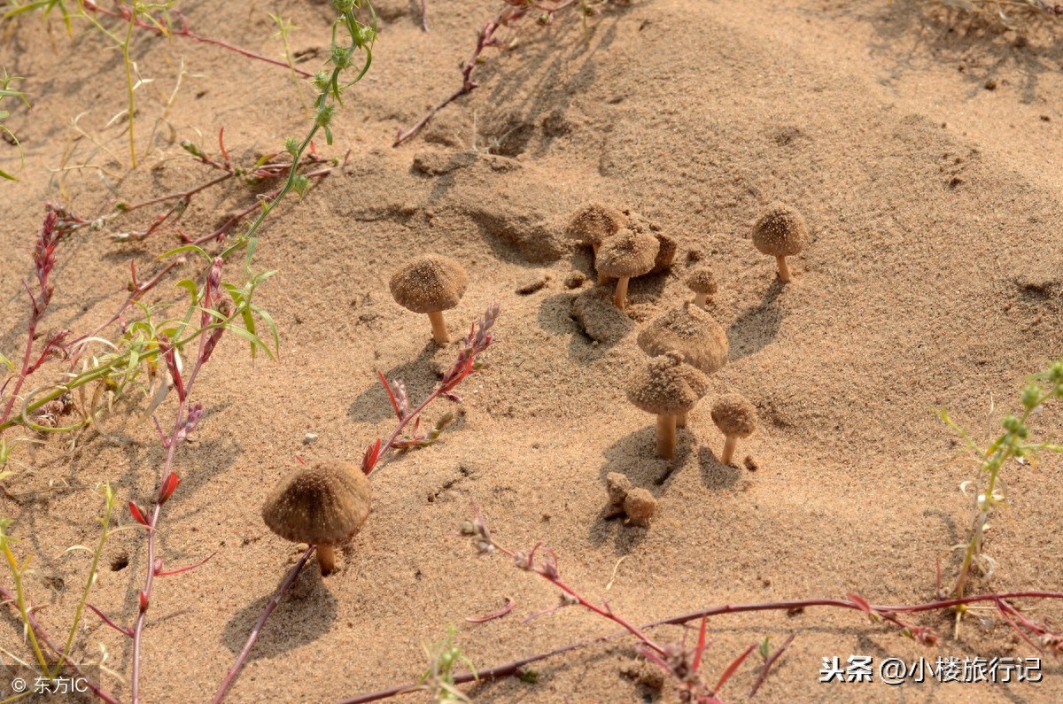 “佩奇是啥？”一起去看看原视频的拍摄地，是个怎样的地方