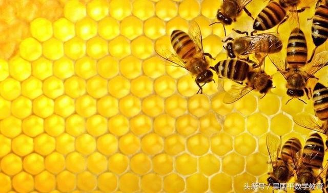 蜂巢都有什么形状（蕴含着什么样的数学密码）(8)