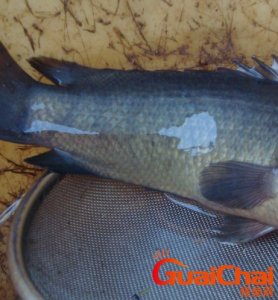 ​梦见鱼是什么预兆 鱼会带来好运吗