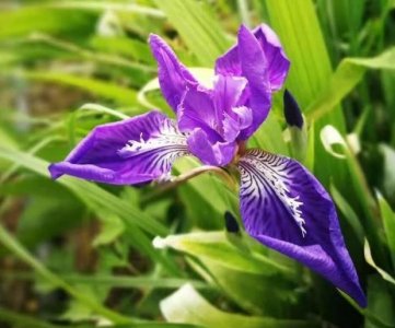 ​这8种路边常见的野花，你认识几种呢？