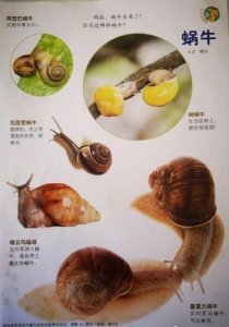 ​蜗牛的资料（蜗牛介绍）