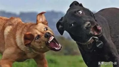 ​狗与狗打架是什么原因（狗和狗之间为什么喜欢打架）